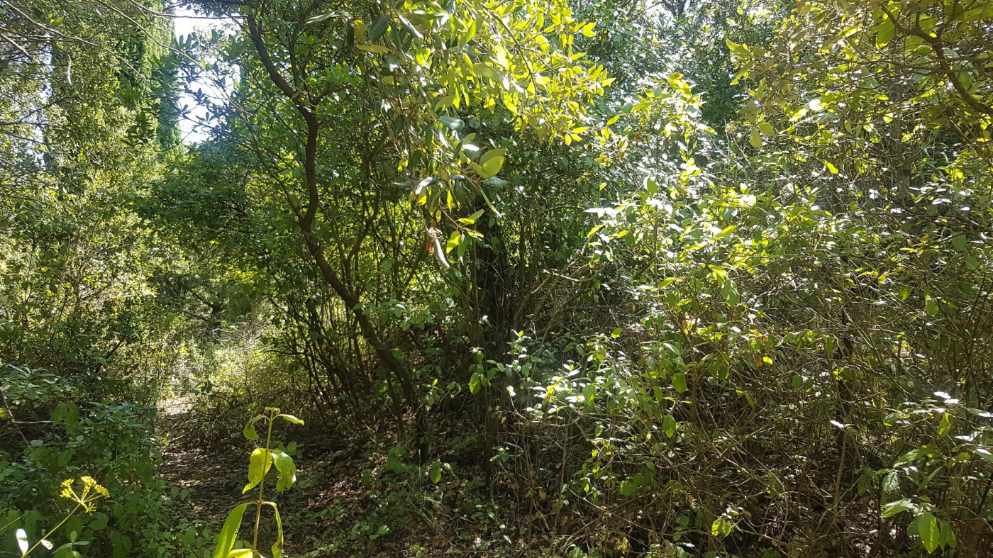 vente Terrain boisé – forêt Bedarieux - Photo 3