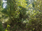 vente Terrain boisé – forêt Bedarieux