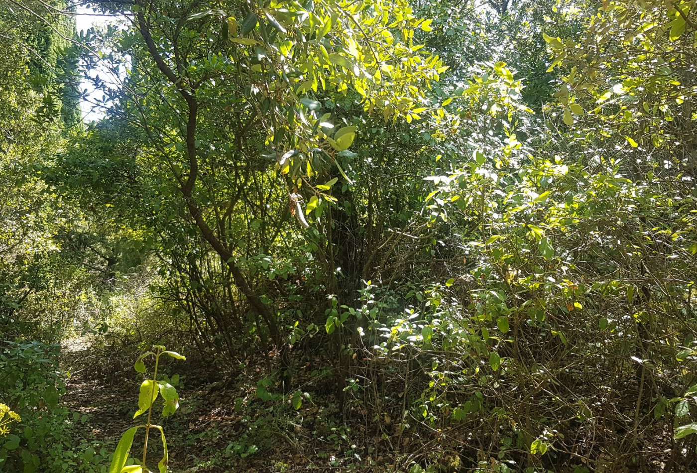 vente Terrain boisé – forêt Bedarieux - Photo 3