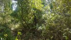 vente Terrain boisé – forêt Bedarieux