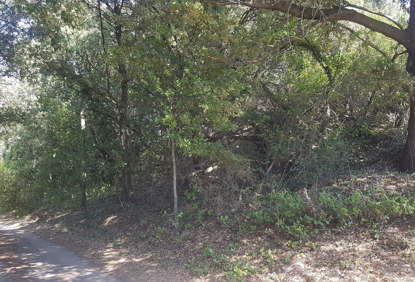 vente Terrain boisé – forêt Bedarieux - Photo 4