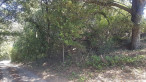 vente Terrain boisé – forêt Bedarieux