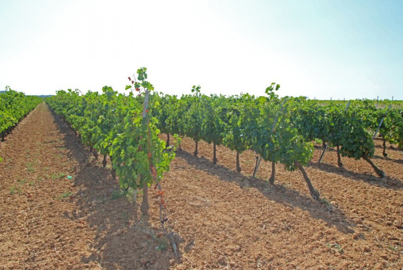 à vendre Propriété viticole Pezenas