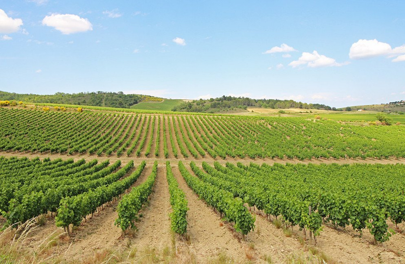 à vendre Propriété viticole Narbonne