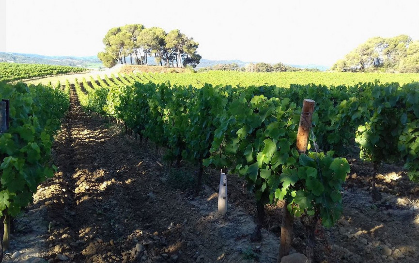for sale Proprit viticole Carcassonne
