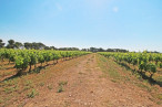for sale Proprit viticole Narbonne
