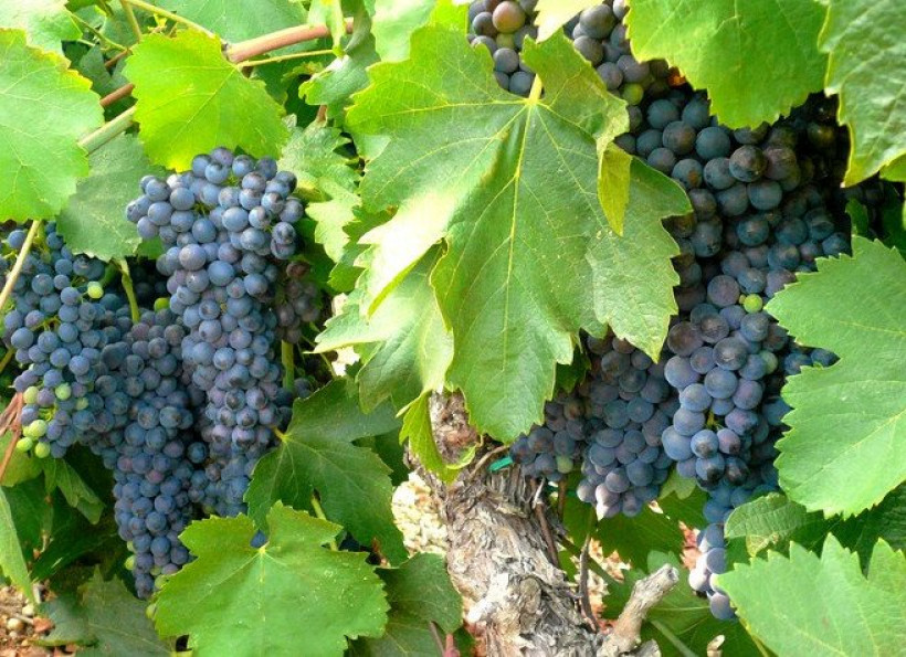 vente Proprit viticole Narbonne