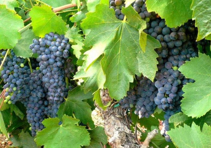 à vendre Propriété viticole Narbonne