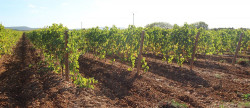 vente Propriété viticole Narbonne