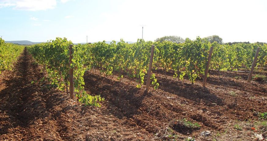 vente Propriété viticole Narbonne