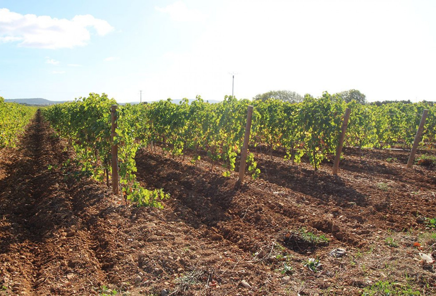 vente Propriété viticole Narbonne - Photo 4