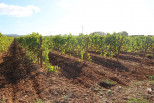vente Propriété viticole Narbonne