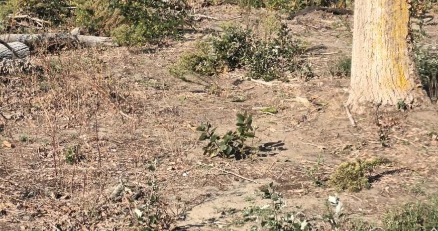 vente Terrain constructible Cap D'agde