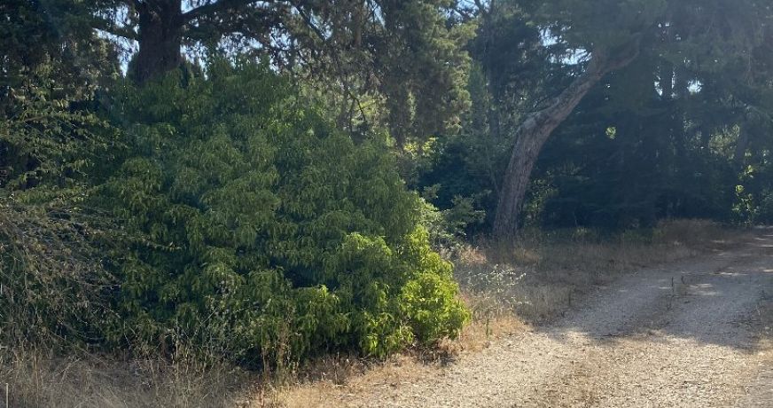 vente Domaine Pezenas