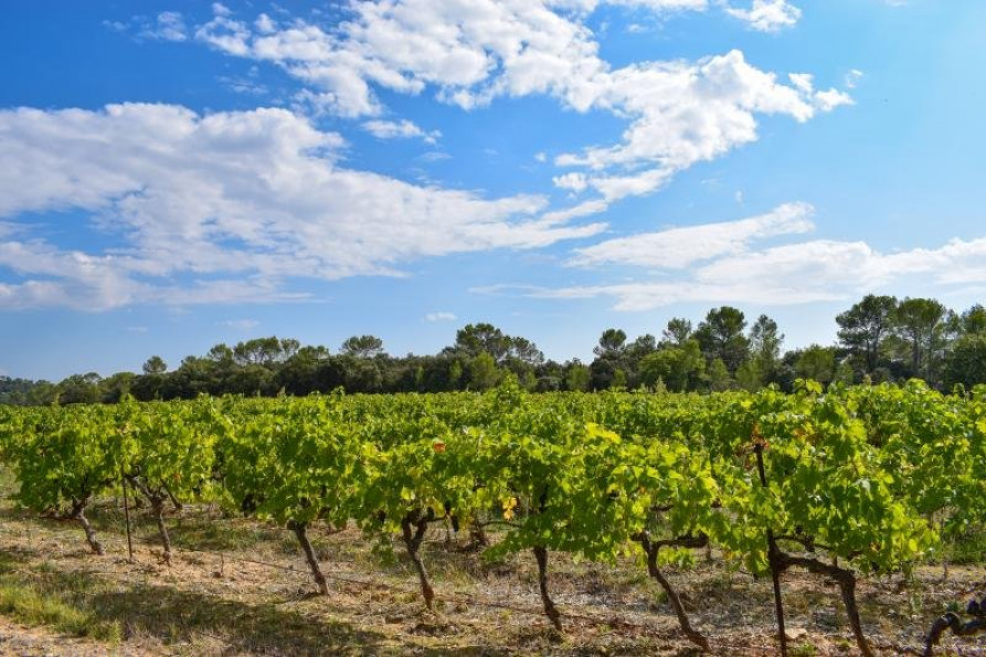 vente Terrain constructible Valflaunes - Photo 2