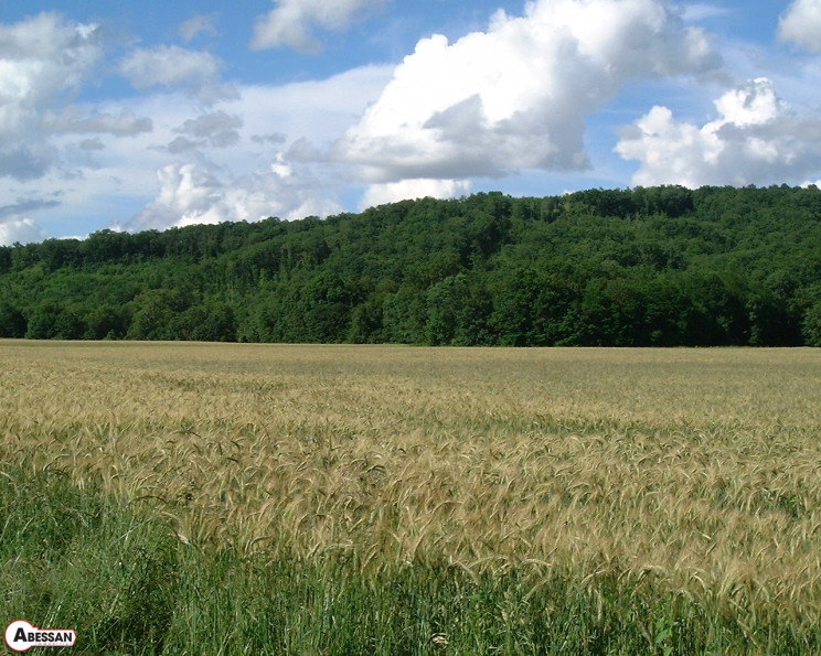 Vente Terrain Agricole Mazerolles 42366m 40 000 Hautes