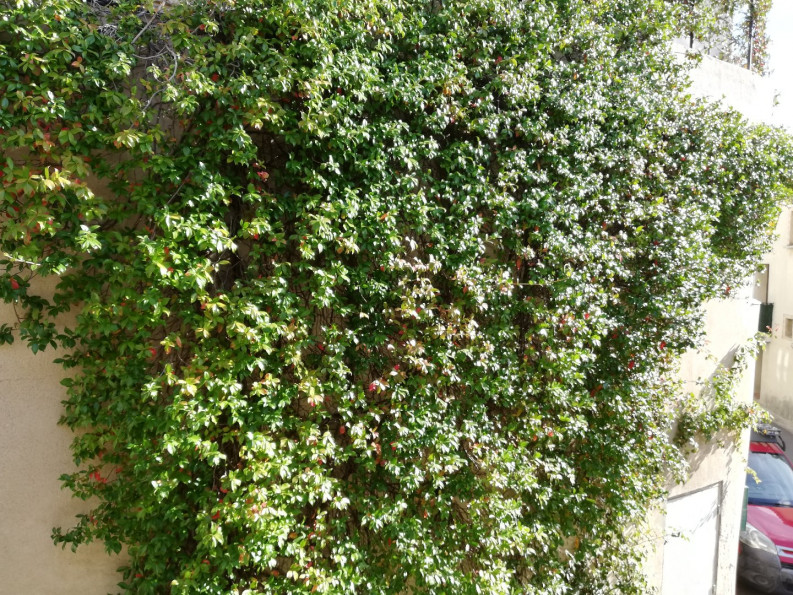 vente Maison Saint Georges D'orques - Photo 7