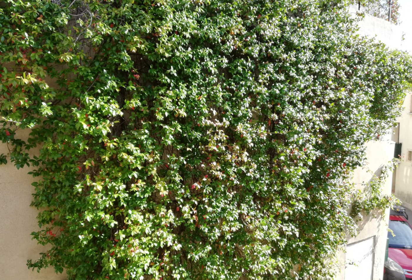 à vendre Maison Saint Georges D'orques - Photo 7