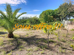 à vendre Terrain constructible Saint Georges D'orques
