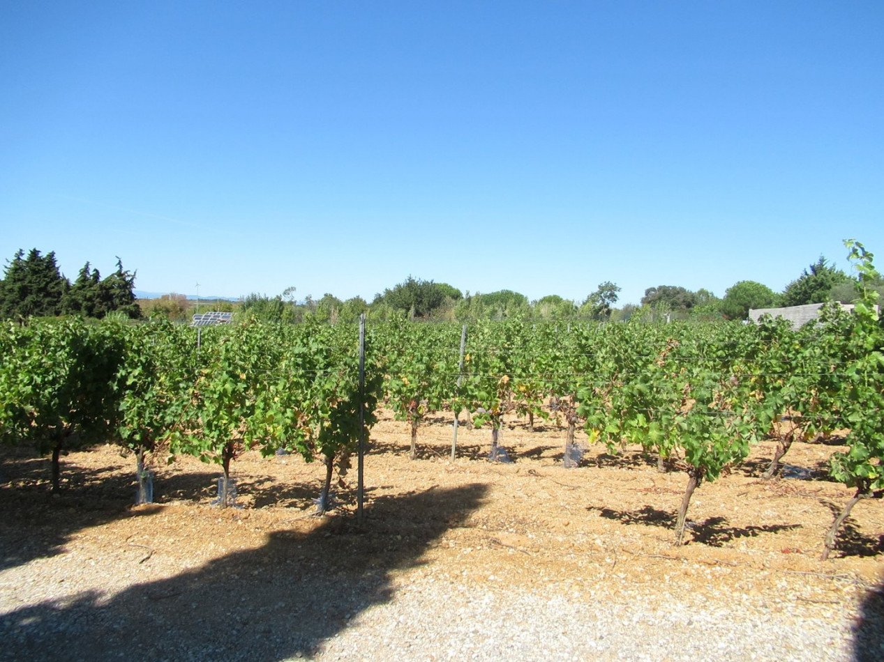 vente Terrain agricole Portiragnes - Photo 3