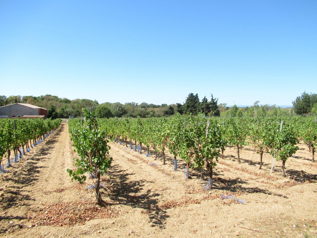vente Terrain agricole Portiragnes - Photo 1