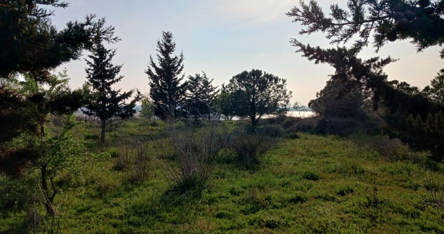 vente Terrain agricole Vendres