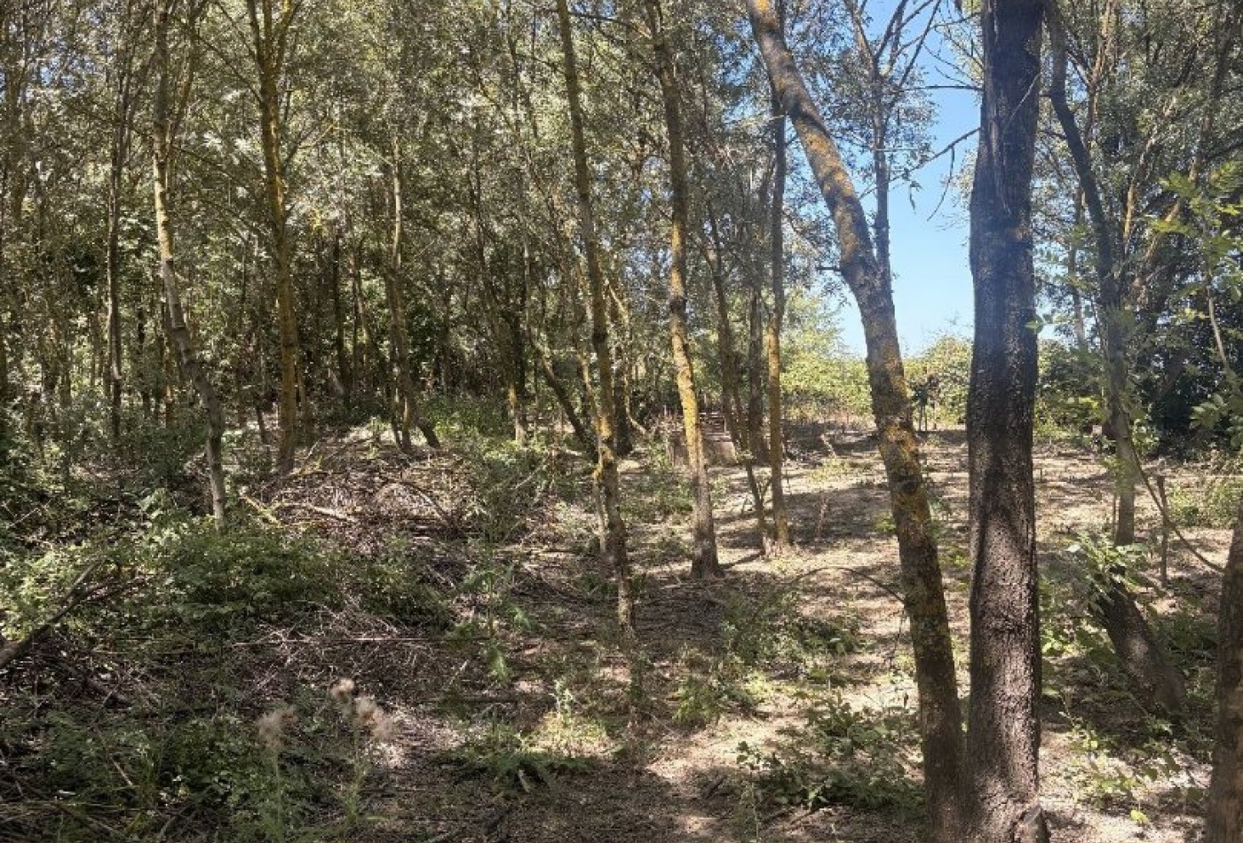 vente Terrain agricole Aimargues - Photo 1