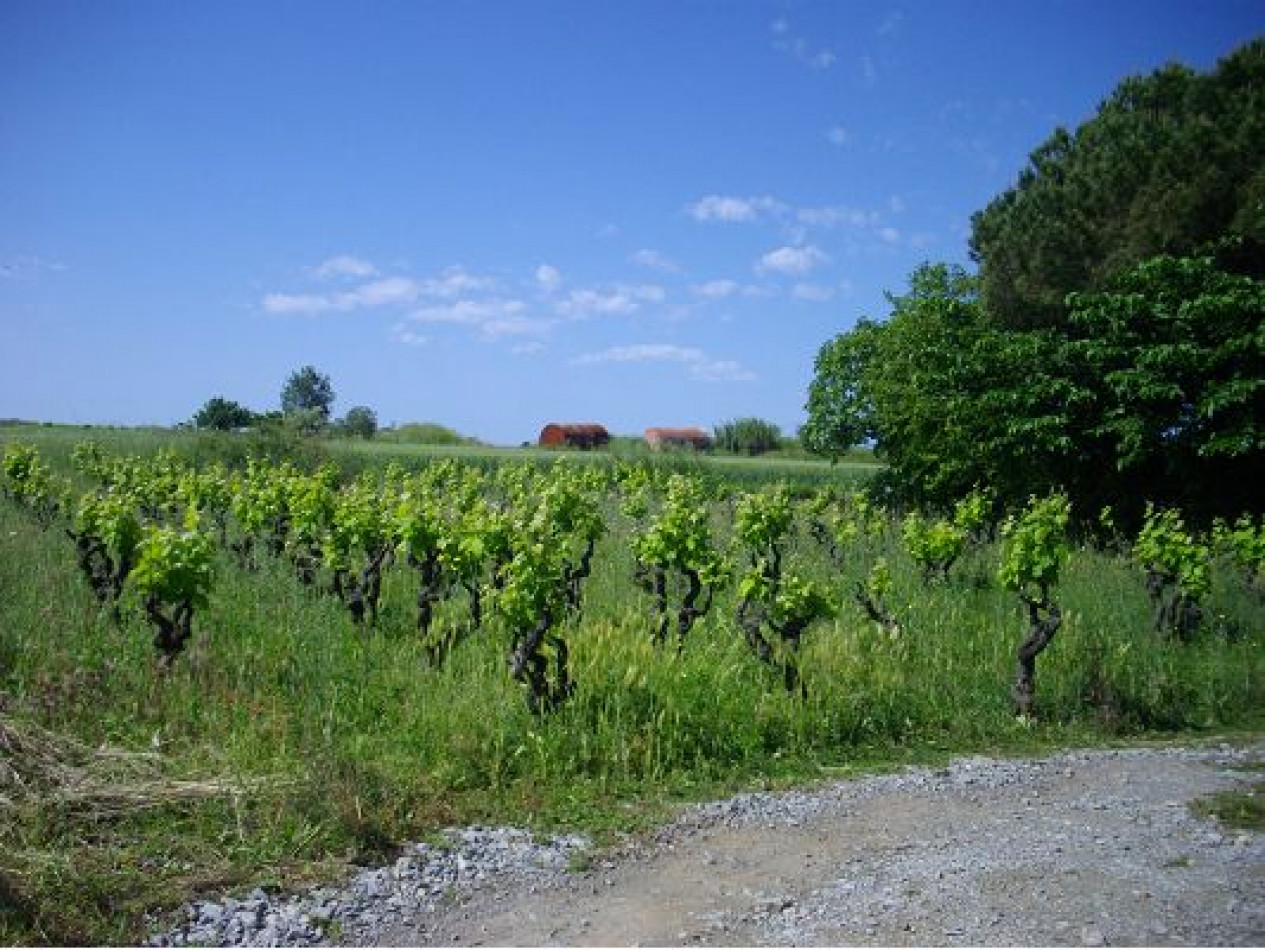 vente Maison individuelle Marseillan - Photo 4