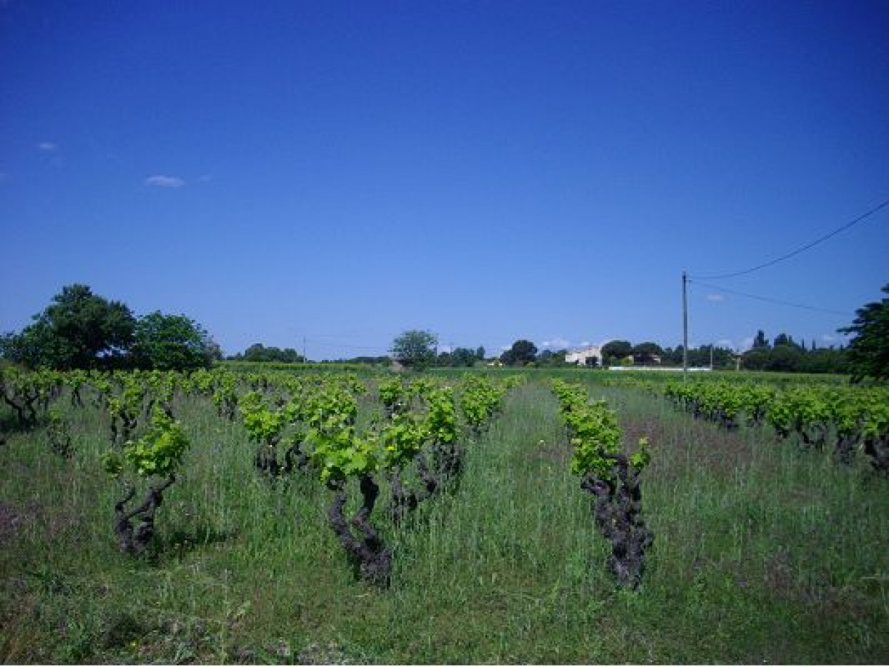 vente Maison individuelle Marseillan - Photo 5