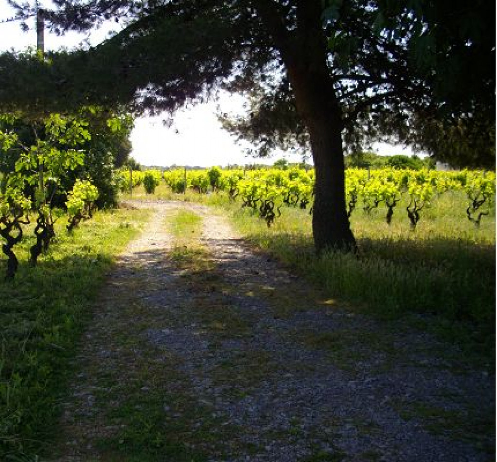 vente Maison individuelle Marseillan - Photo 9