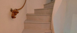 location Maison Pomerols