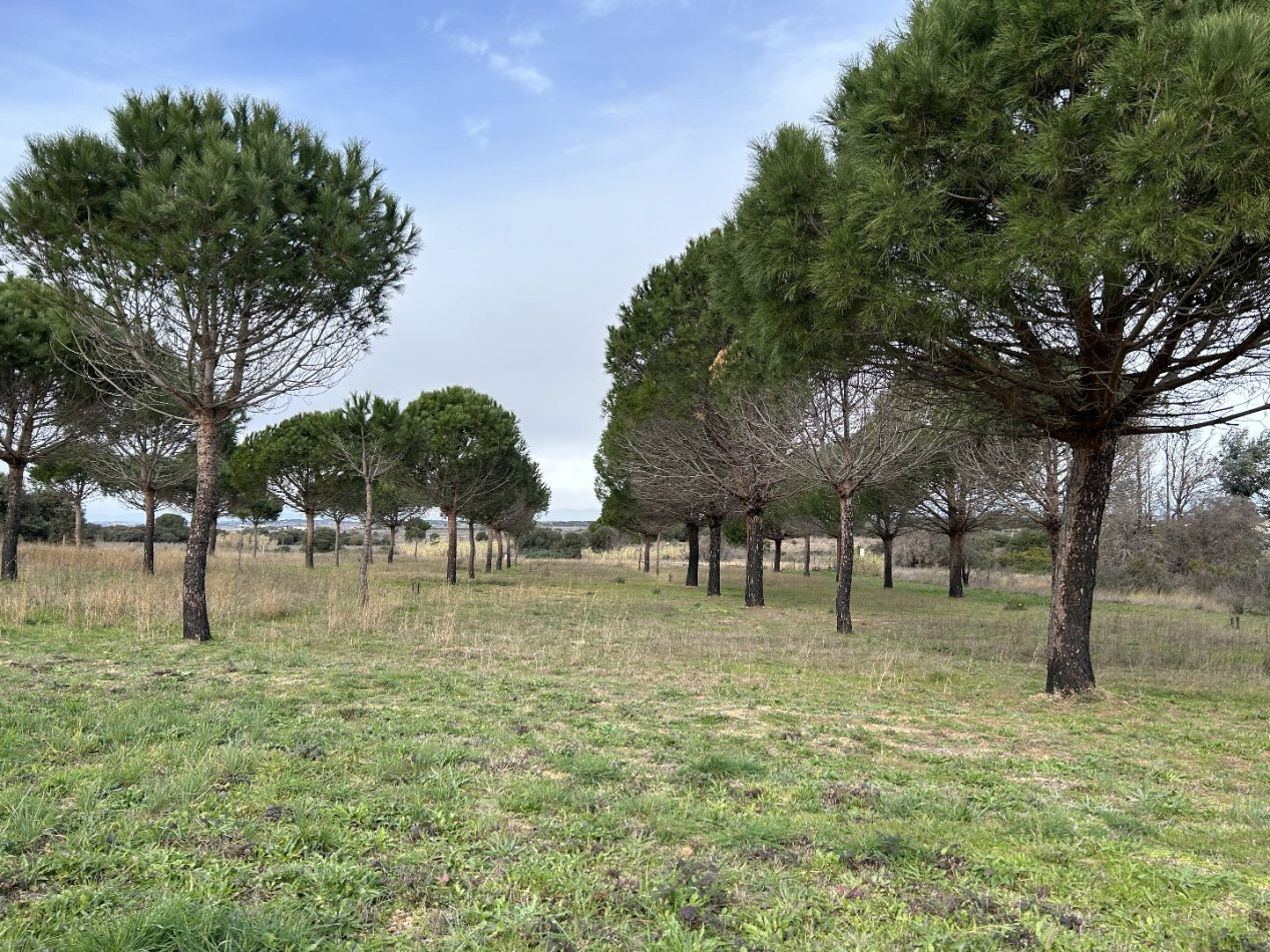 vente Terrain Vias - Photo 1