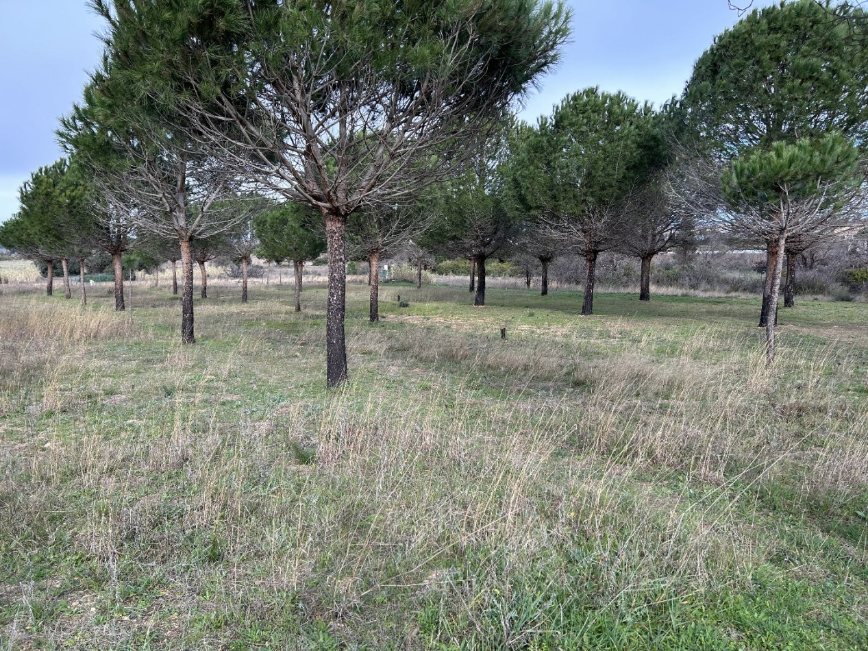 vente Terrain Vias - Photo 2