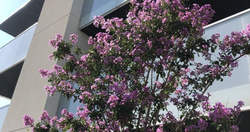 location Appartement en résidence Serignan