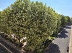 à vendre Appartement Sete