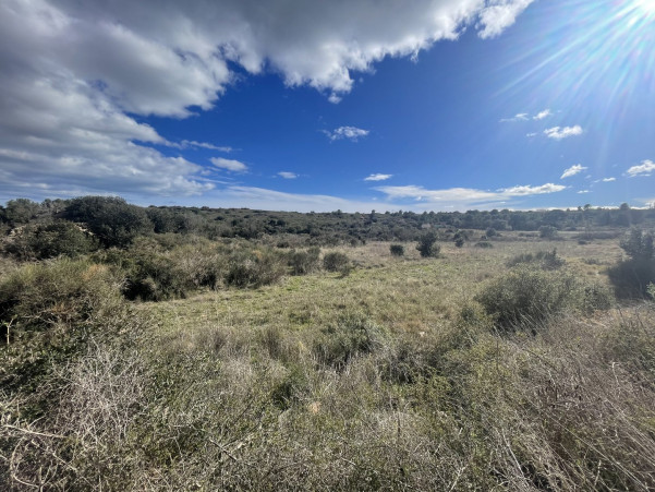 sale Terrain non constructible Loupian - Photo 4