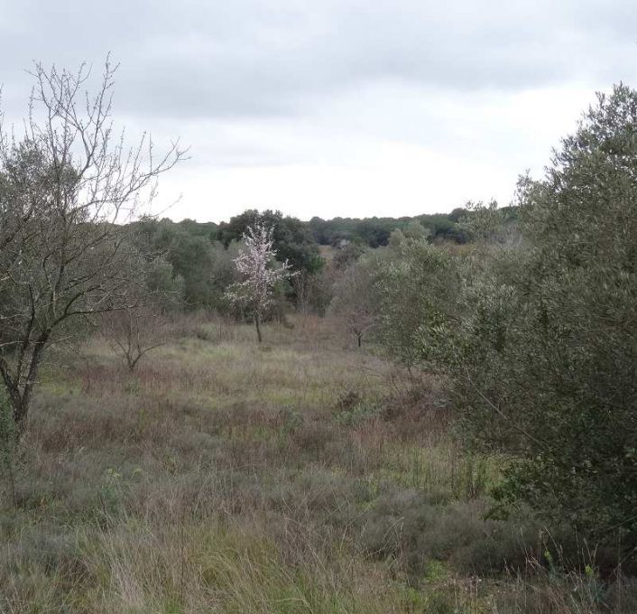 à vendre Terrain de loisir Lunel Viel