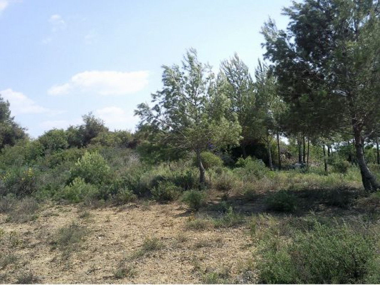 Vente Terrain Agricole Villeveyrac 5534m 24 000 Herault