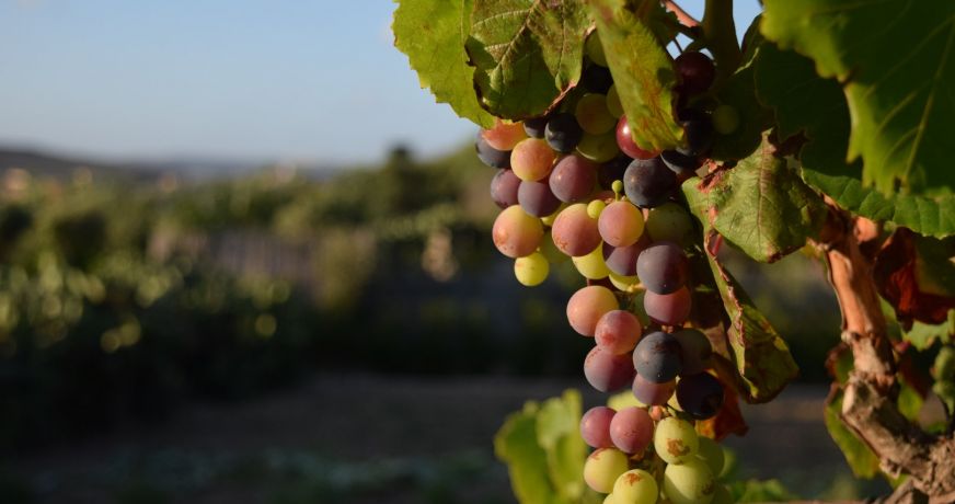 vente Propriété viticole Caux