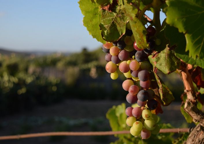 vente Propriété viticole Caux