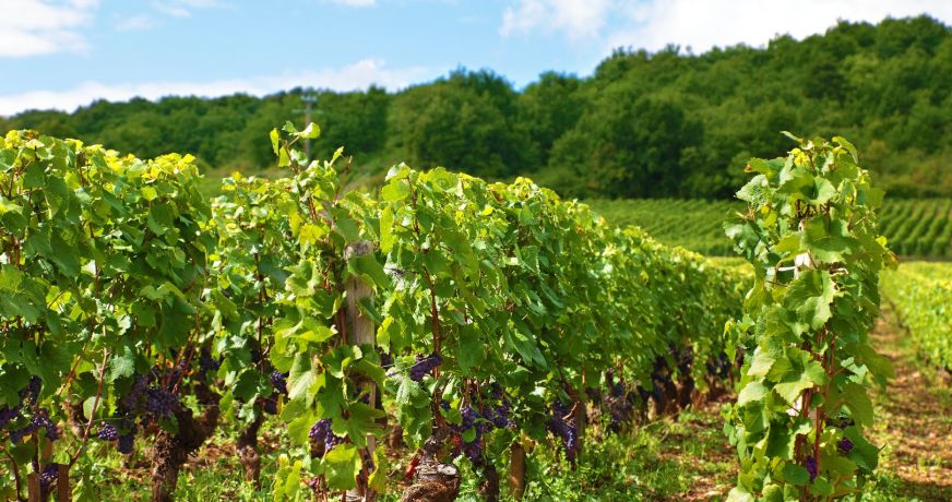 vente Propriété viticole Caux