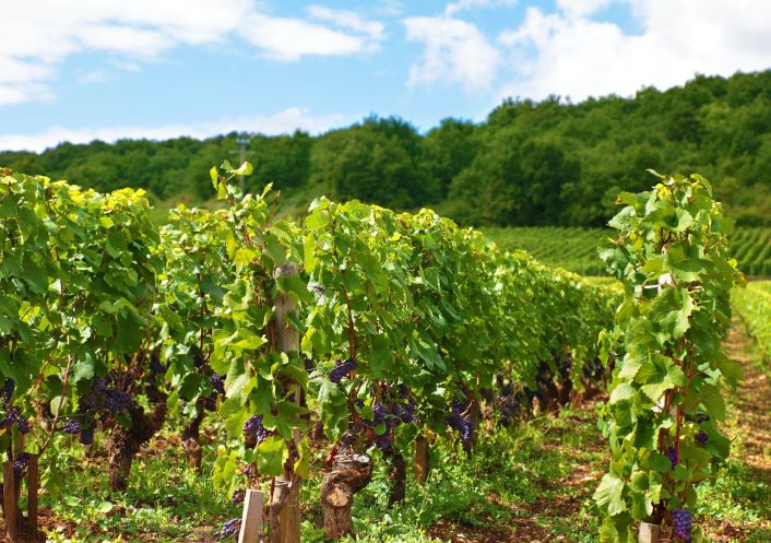 vente Propriété viticole Caux