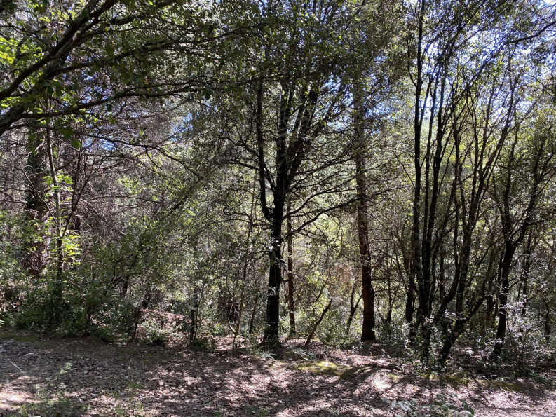 vente Terrain de loisir Saint Andre De Majencoules - Photo 10