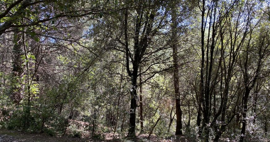 vente Terrain de loisir Saint Andre De Majencoules