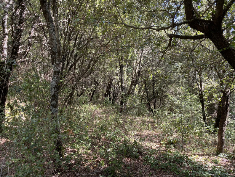 vente Terrain de loisir Saint Andre De Majencoules - Photo 6