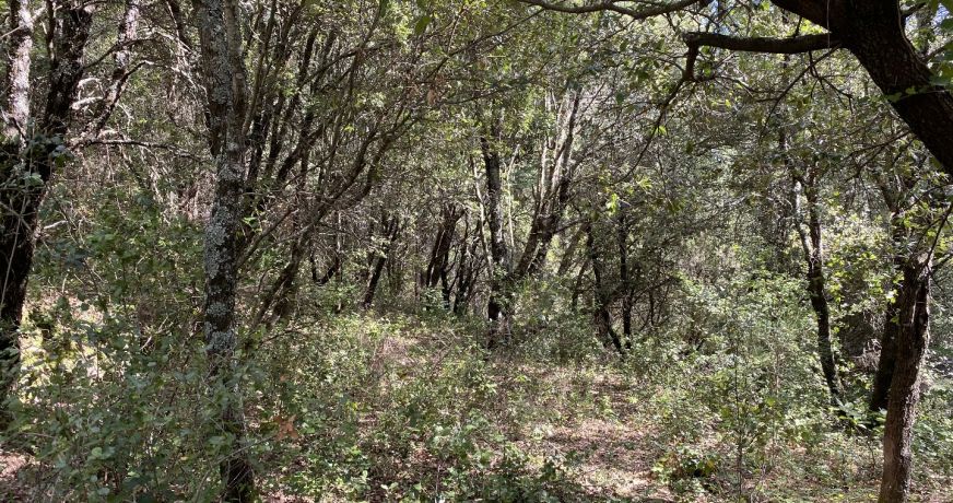 vente Terrain de loisir Saint Andre De Majencoules