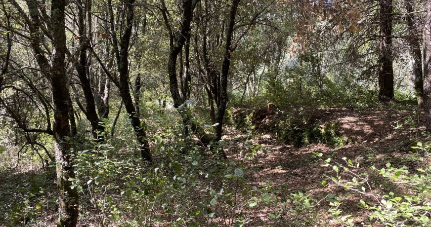 vente Terrain de loisir Saint Andre De Majencoules