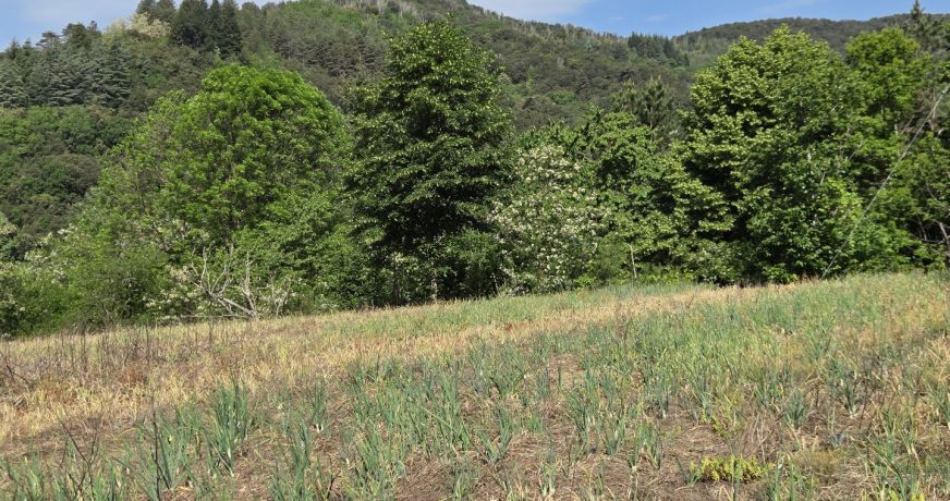vente Terrain agricole Pont D'herault