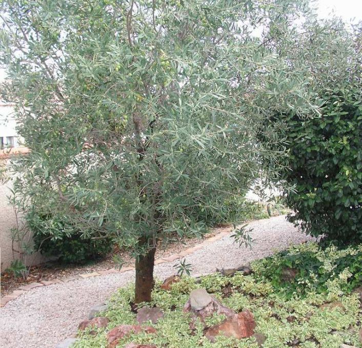 vente Maison Fabregues