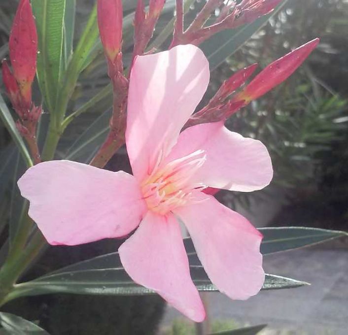 vente Maison Fabregues